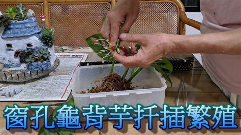 洞洞蔓綠絨水培|用扦插繁殖達成蔓綠絨自由！水培與土培方法 ...